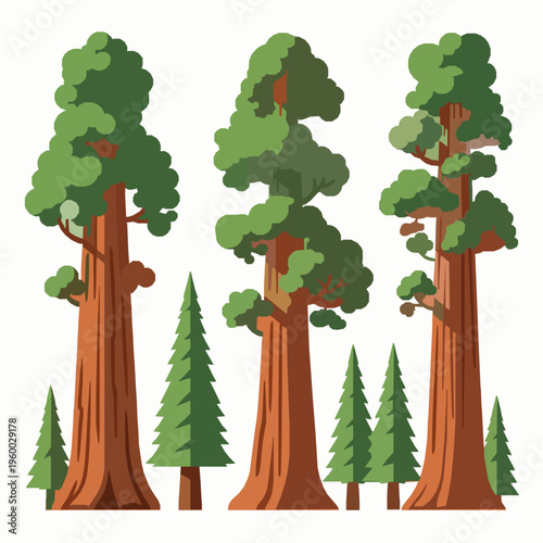 Big sequoia tree vector illustration set giant forest trees EPS10 isolated on white