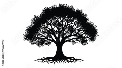 A tree with a large canopy and exposed roots