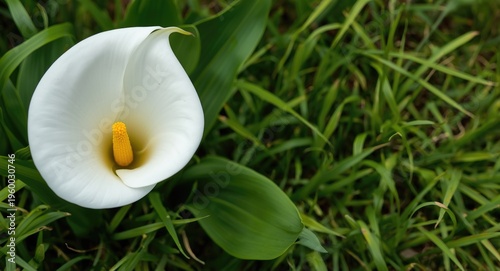 Giant white arum lily flower macro shot with yellow heart surrounded by fresh green grass landscape