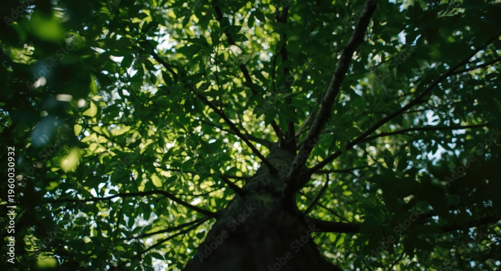Fototapeta premium Lightly blurred upward shot of dense tree leaves from ground