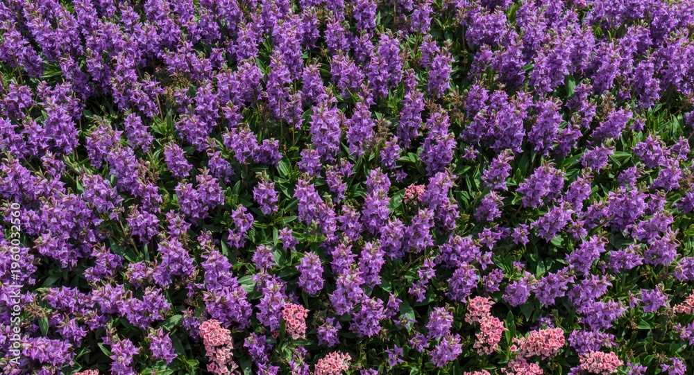 Fototapeta premium Colorful flowerbed with blooming purple verbena and copy space for text