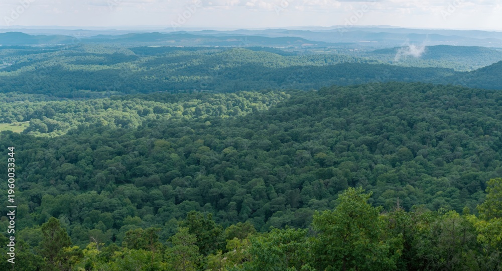 Fototapeta premium singed forest area captured from lookout point