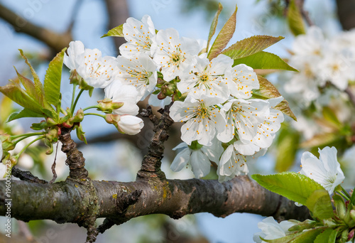 Wallpaper Mural Close-up of cherry tree blossoms (Prunus avium) in springtime, featuring delicate white flowers in full bloom Torontodigital.ca