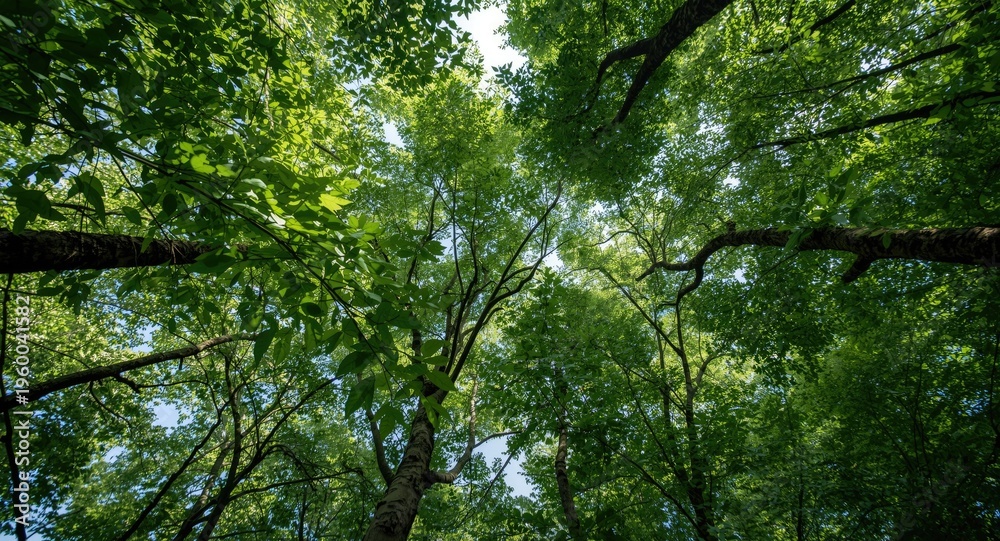Fototapeta premium Leafy forest canopy revealing interlocking tree tops and textured green layers