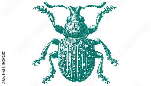 Weevil Beetle