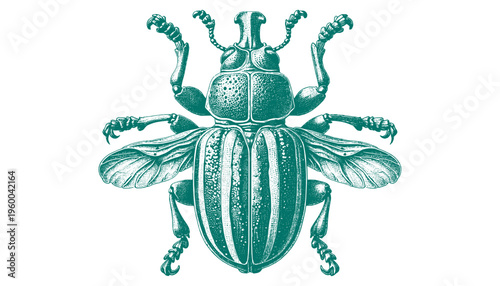 Weevil Beetle