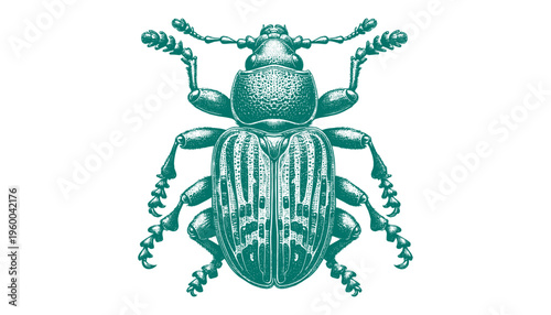Weevil Beetle