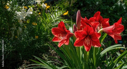 Red amaryllis flowers basking in summer sunlight with flourishing leaves