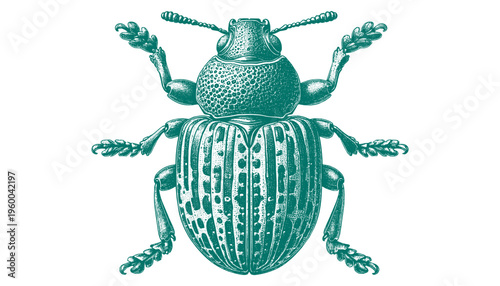 Weevil Beetle
