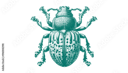 Weevil Beetle