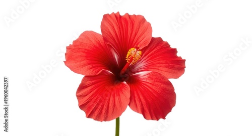 Single Roselle Hibiscus flower vibrant red against plain white background