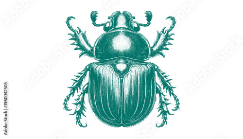 Atlas Beetle