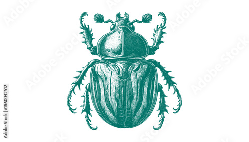 Atlas Beetle