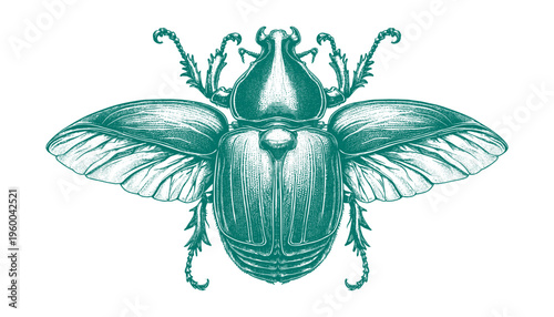 Atlas Beetle