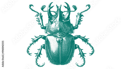 Atlas Beetle