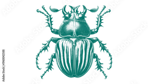 Atlas Beetle