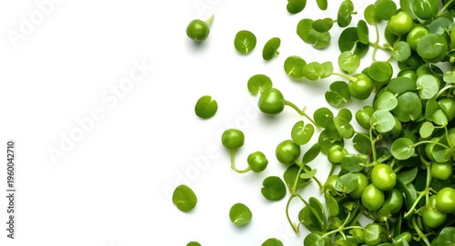 Lush pea microgreen growing on plain white background designed for copy space