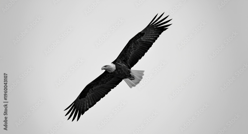Obraz premium monochrome image of a soaring bald eagle in flight