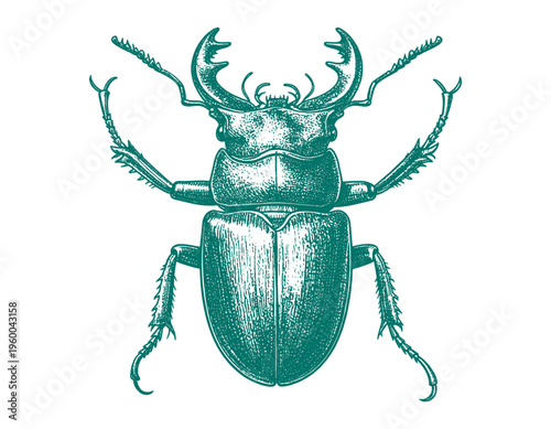 Hercules Beetle