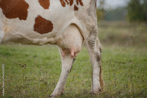 Принти на полотні Dairy cow udder showing natural milk production