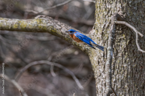 Eastern bluebird in flight past a tree.