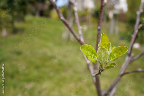 Fotografie Young green apple tree leaves budding on a branch in a spring orchard with copy