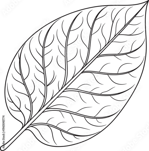 veiny leaf surfaces sharp clean defined botanical illustration