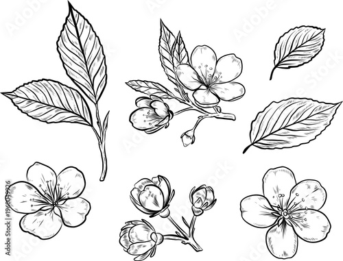 Botanical Blossom and Leaves Set, Hand Drawn Floral Line Art Collection, Vintage Engraving Style Spring Flowers Illustration for Wedding Design, Coloring Pages, Tattoo and Decorative Use