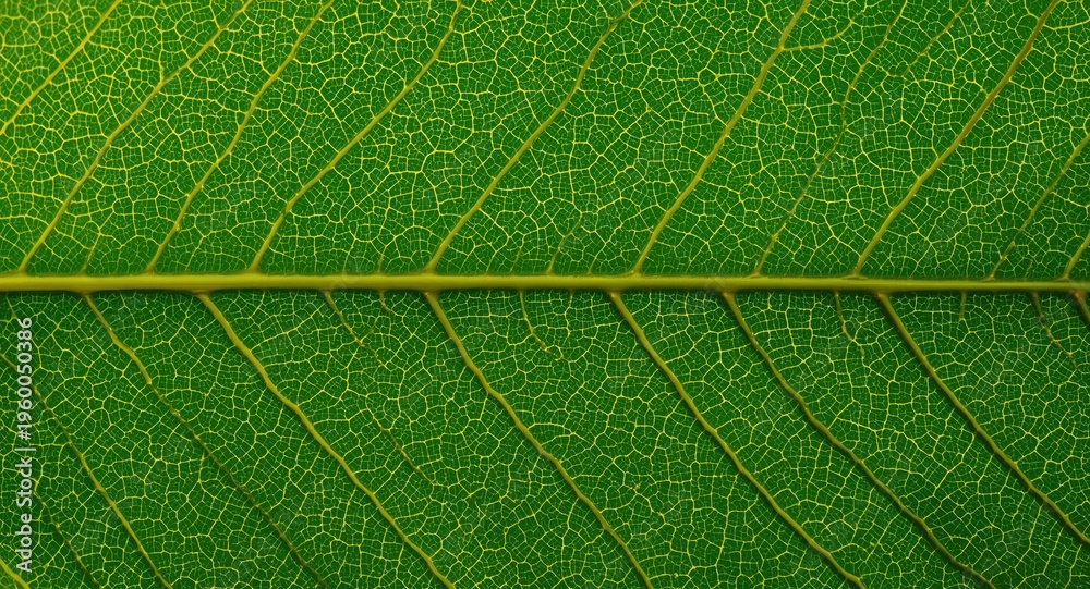 Obraz premium Close up of green leaf texture with metallic background highlighting natural healing of Asian black tea