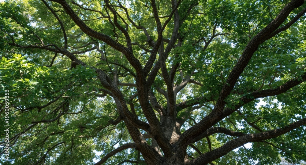 Fototapeta premium Green leafy canopy of a mature oak tree with large sturdy limbs