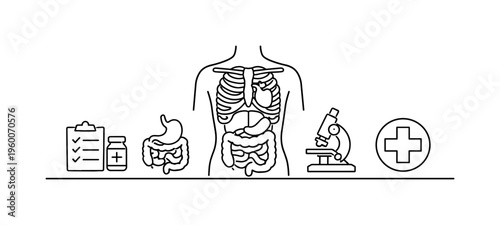 Medical anatomy and physiology learning representing internal systems, diagnostic understanding, and structured healthcare education for professionals and students, torso outline