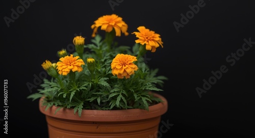 Bright French marigold plant blooming in a terracotta container with dark backdrop highlighting botanical charm