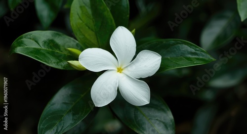 Lush Jasminum sambac tropical flower with sweet fragrance