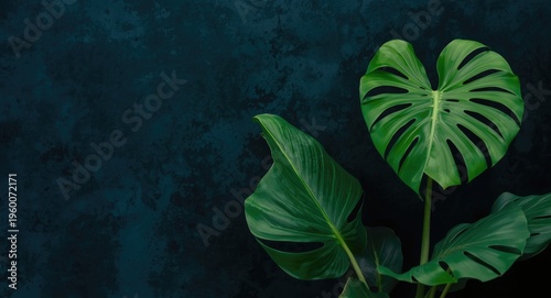 Exotic tropical Maranta Leuconeura leaves set against a velvety dark blue backdrop