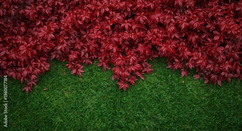 Intense crimson foliage spread over a dense emerald lush lawn