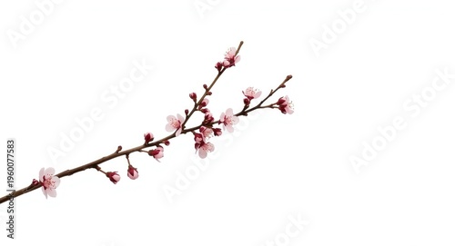 Minimalistic plum blossom sprig presented with white backdrop