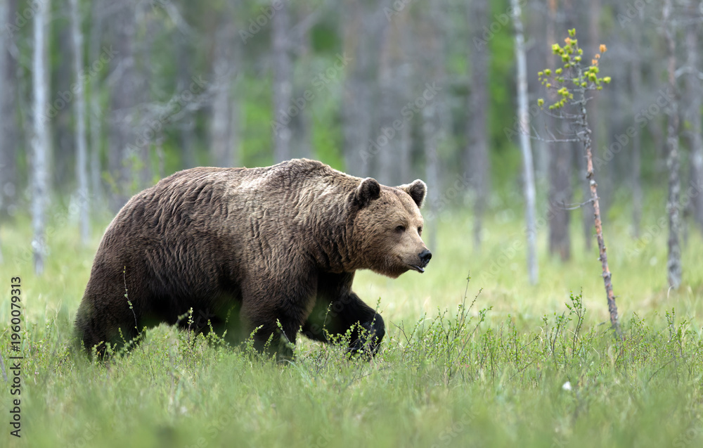 Fototapeta premium Wild brown bear ( Ursus arctos )