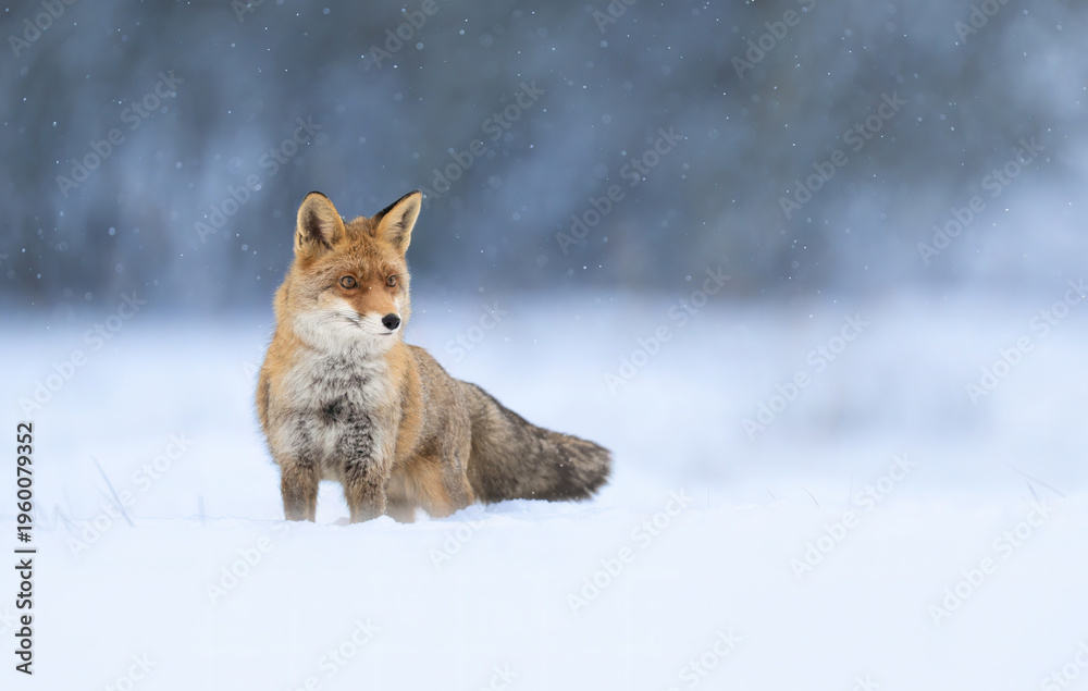 Fototapeta premium Red fox ( Vulpes vulpes ) in winter scenery