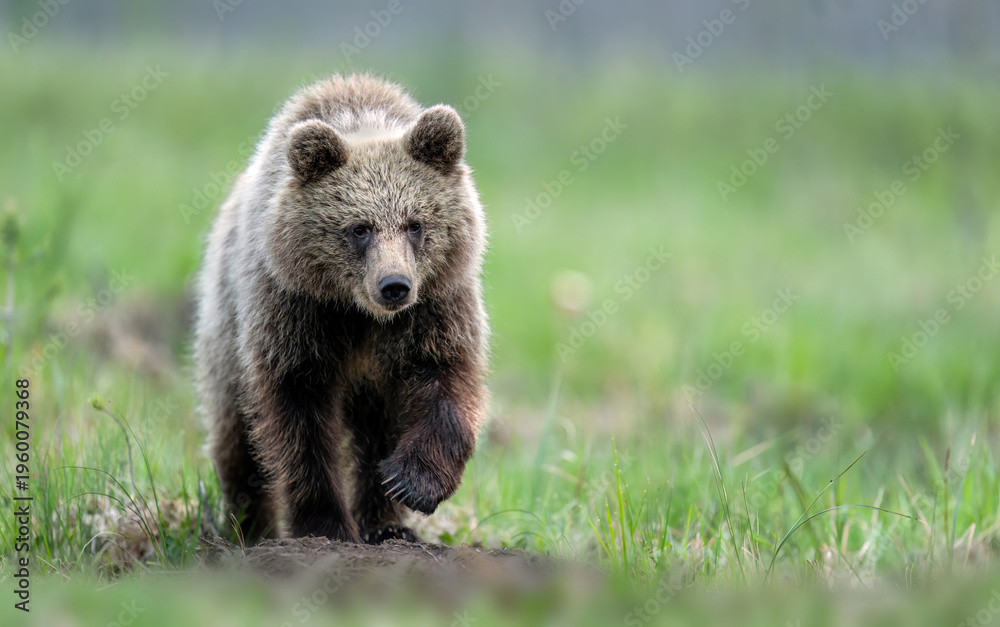 Fototapeta premium Wild brown bear cub ( Ursus arctos )