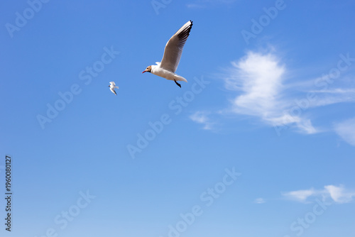 Fotografija Two seagulls against the sky