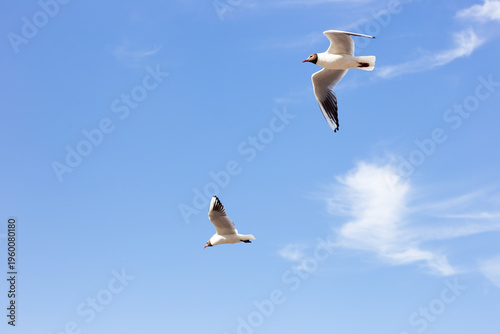 Fotografija Two seagulls against the sky