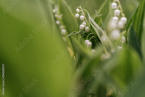 Lily of the valley flowers blooming in spring, springtime flowers background