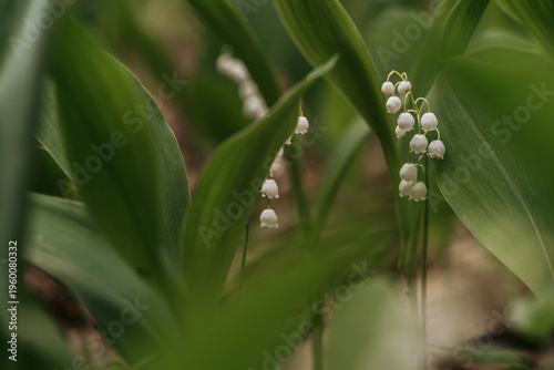 Lily of the valley flowers blooming in spring, springtime flowers background