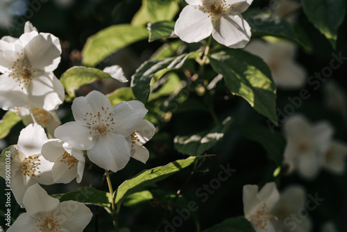Beautiful white jasmine flowers blooming abundantly on green foliage in sunny day
