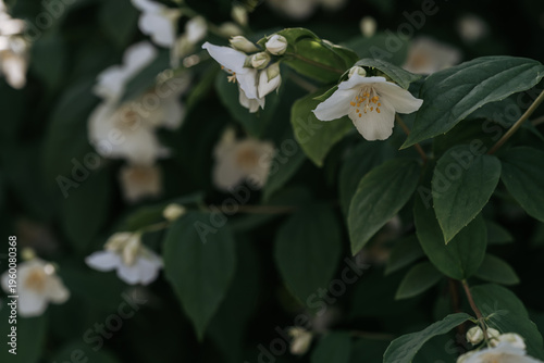 Beautiful white jasmine flowers blooming abundantly on green foliage in sunny day