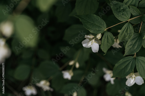 Beautiful white jasmine flowers blooming abundantly on green foliage in sunny day
