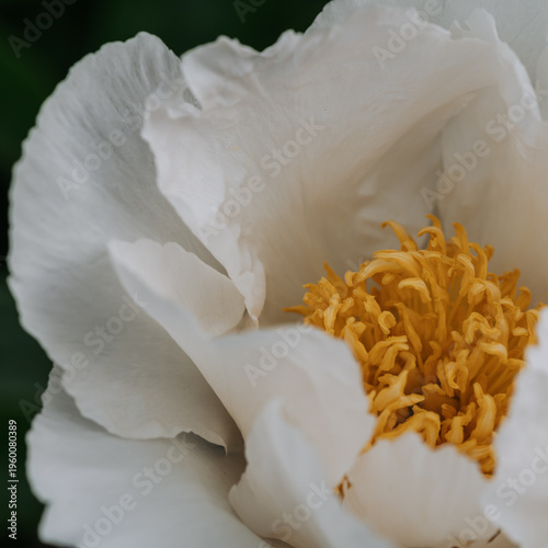 Macro view of white peony flower bloom, springtime flower