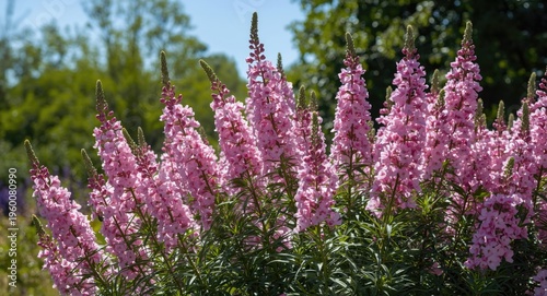 Pink and purple flowers blossoming beautifully with lush green environment and bright sky