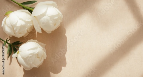 Elegant white peony flowers on a neutral beige textured surface with soft sunlit shadows in a top view bohemian style background