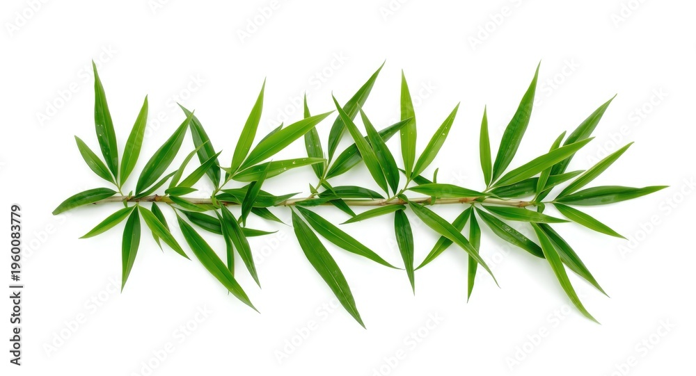 Fototapeta premium Isolated bamboo leaf clusters on a simple white background